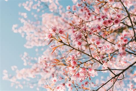 2023 National Cherry Blossom Festival FAQ